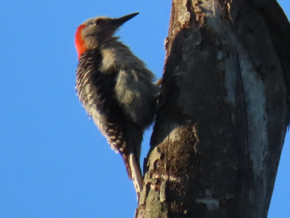 Red-bellied Woodpecker - ML620583419