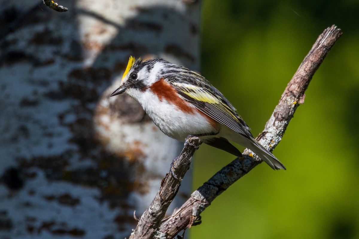 Chestnut-sided Warbler - ML620583420