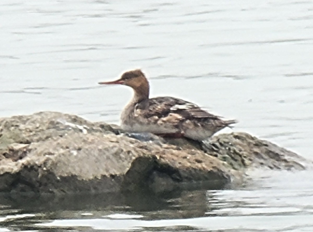 Red-breasted Merganser - ML620583421