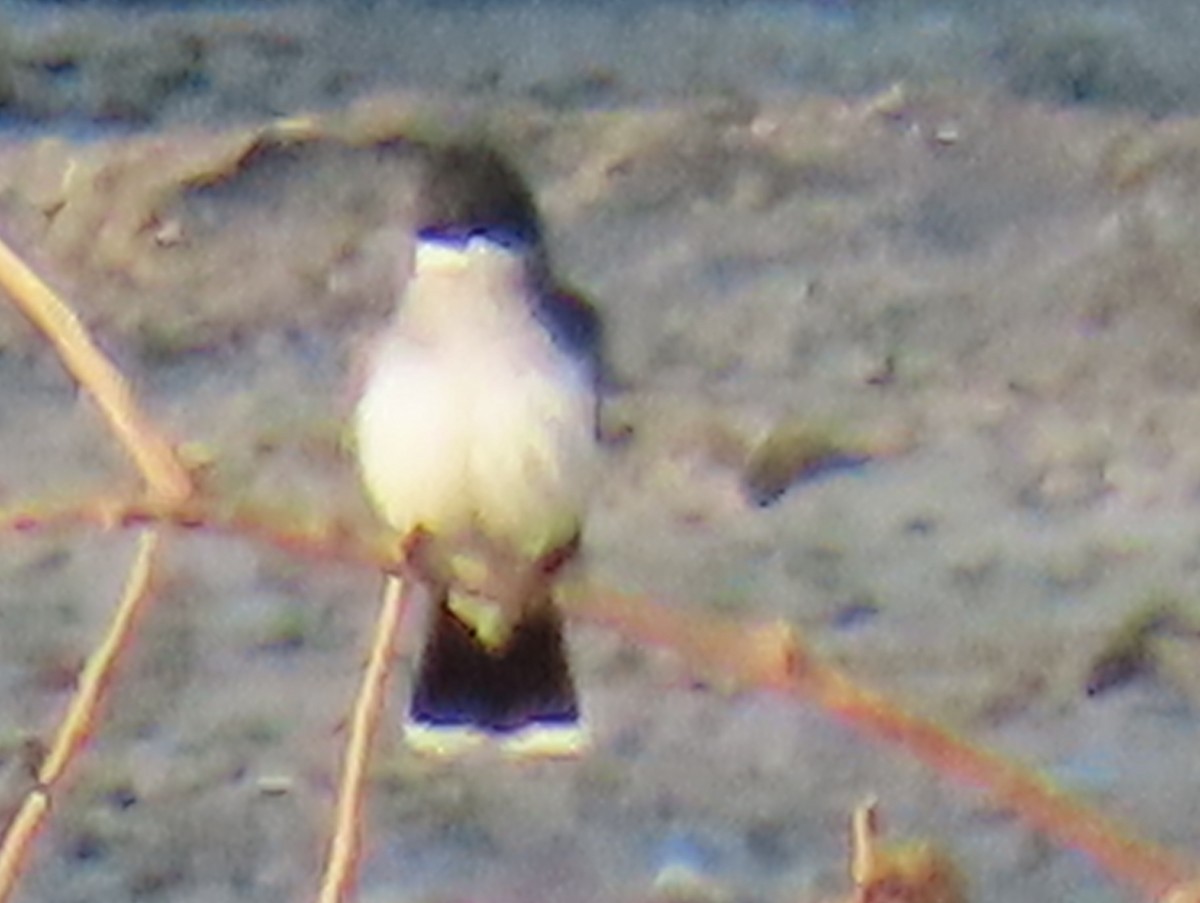 Eastern Kingbird - ML620583425