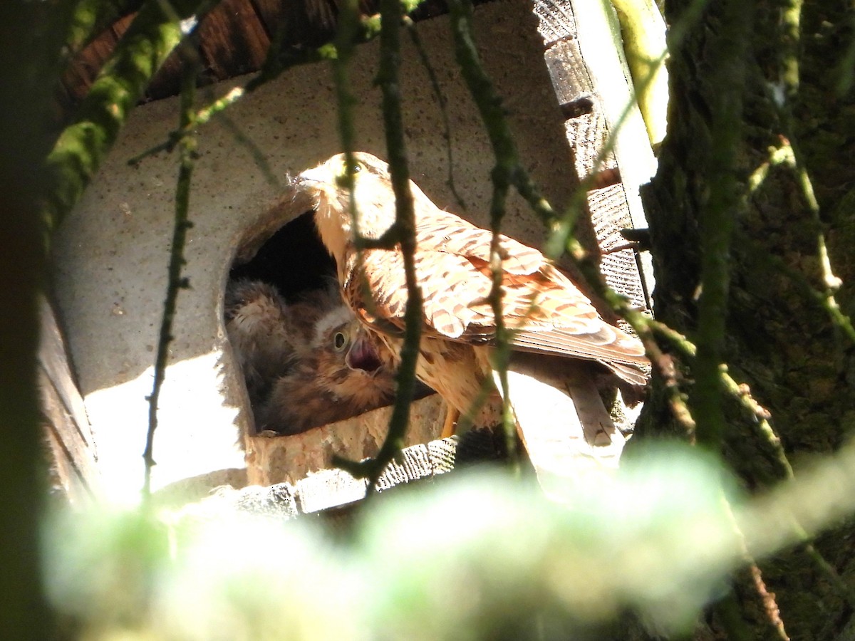 Eurasian Kestrel - ML620583426