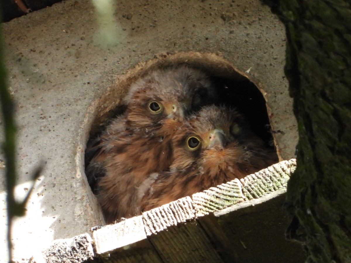 Eurasian Kestrel - ML620583427