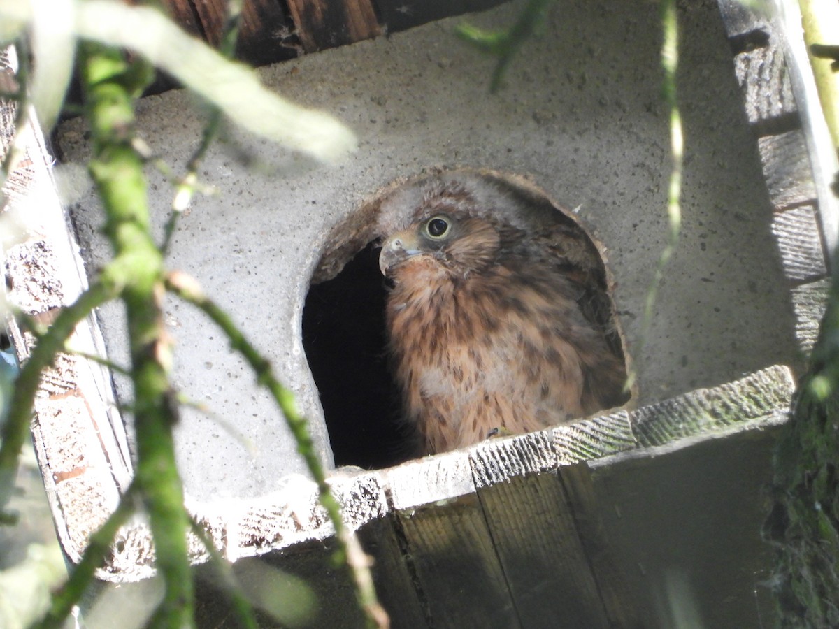 Eurasian Kestrel - ML620583428