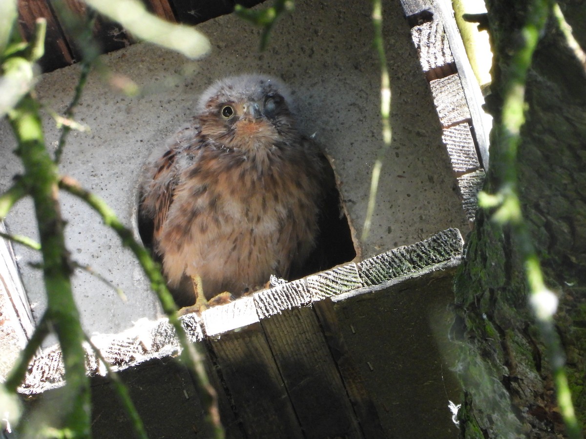 Eurasian Kestrel - ML620583429