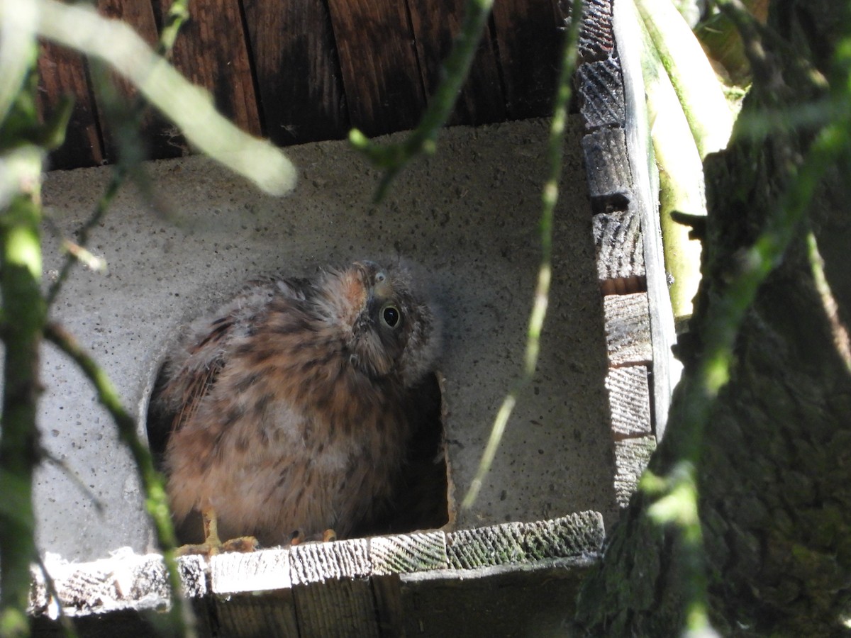 Eurasian Kestrel - ML620583431