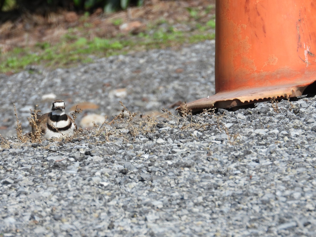 Killdeer - Tracy Mosebey