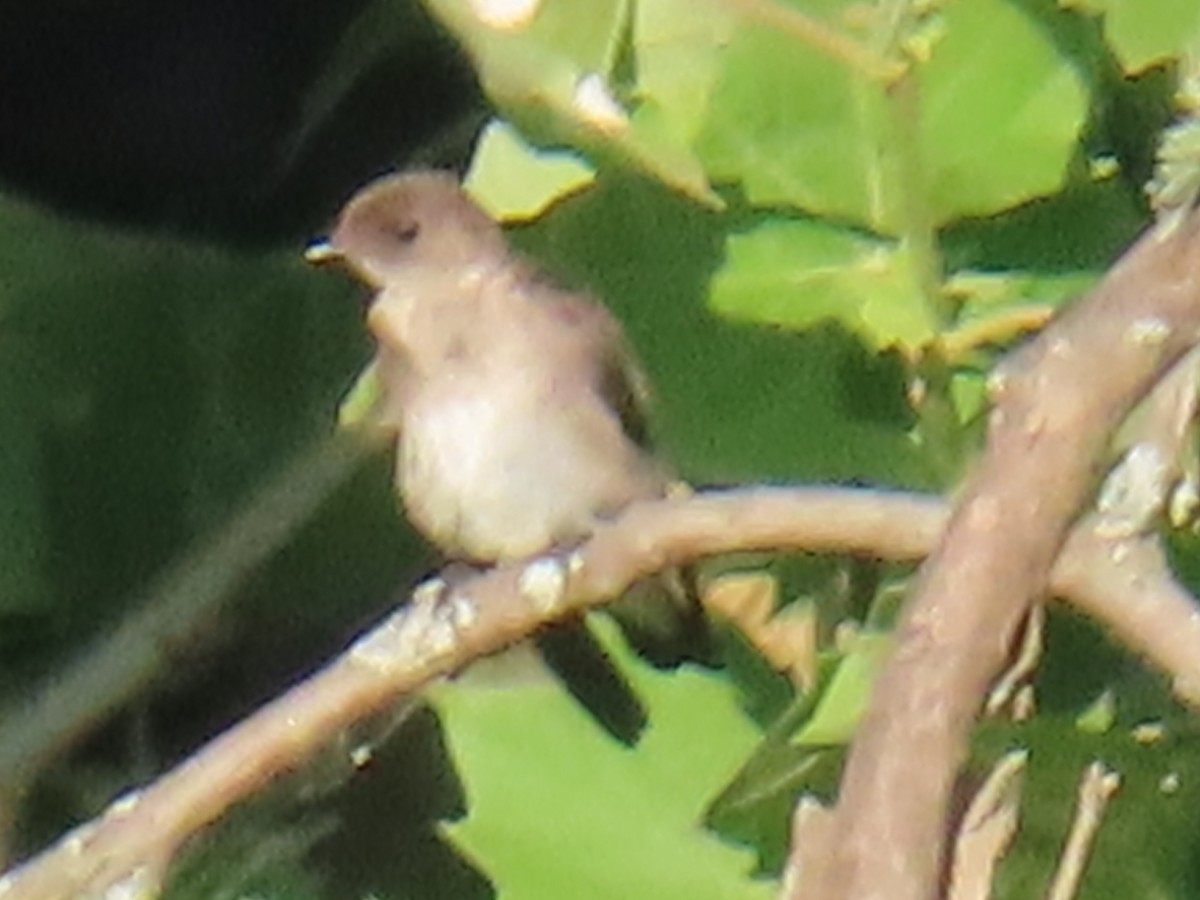 Northern Rough-winged Swallow - ML620583438