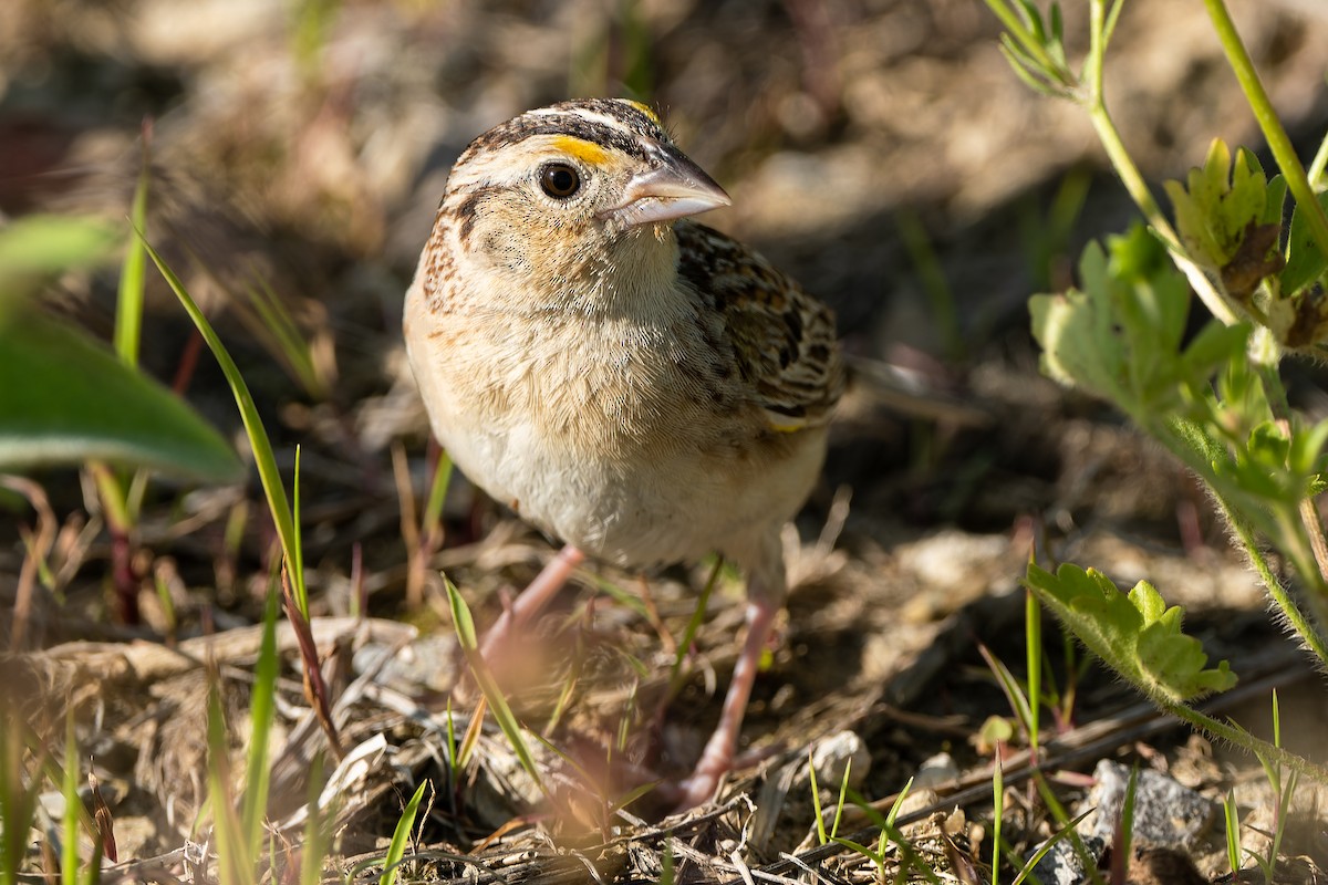 Grasshopper Sparrow - ML620583439