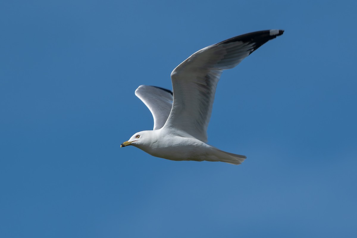 Ring-billed Gull - ML620583446