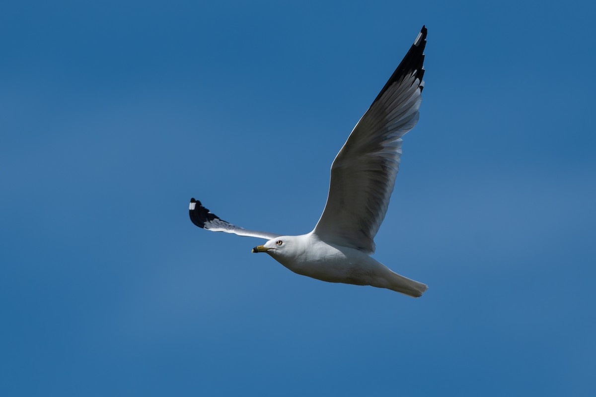 Ring-billed Gull - Don Danko