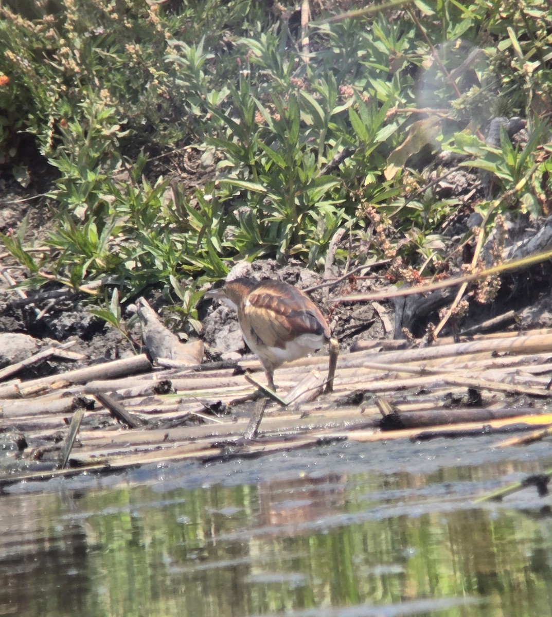 Least Bittern - ML620583454