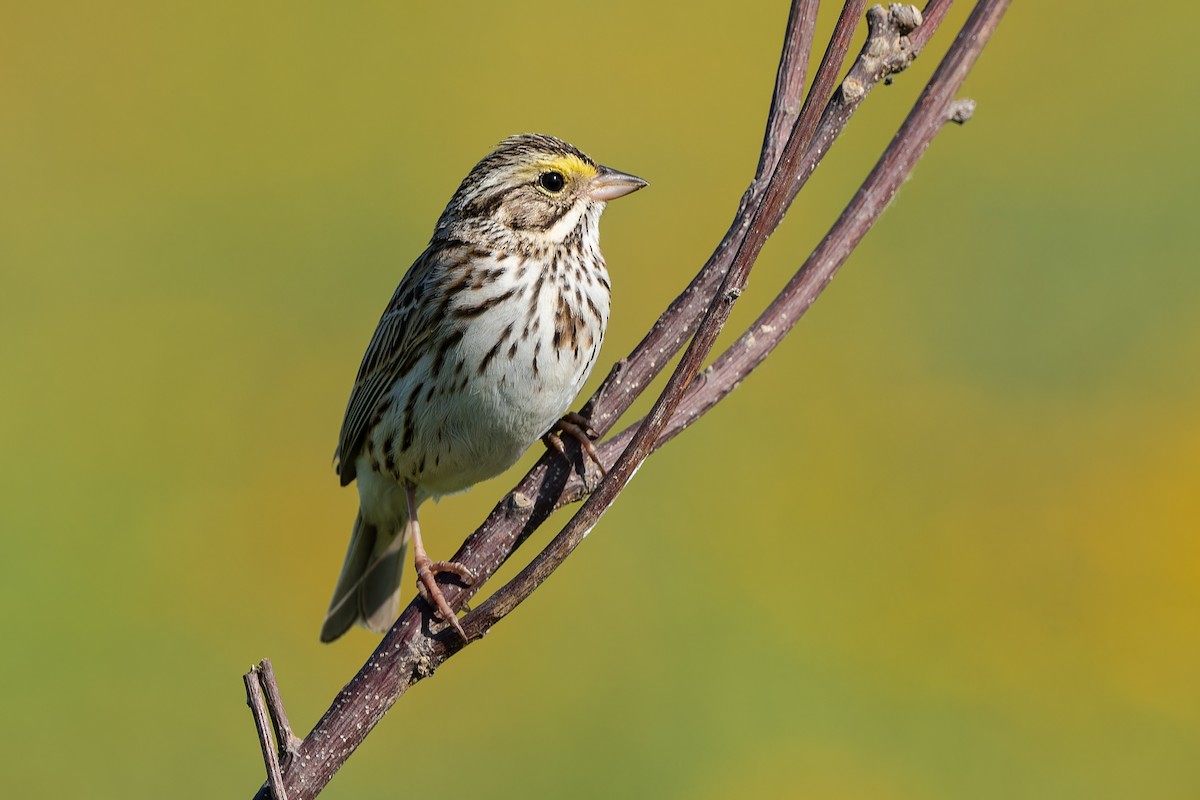 Savannah Sparrow - Don Danko