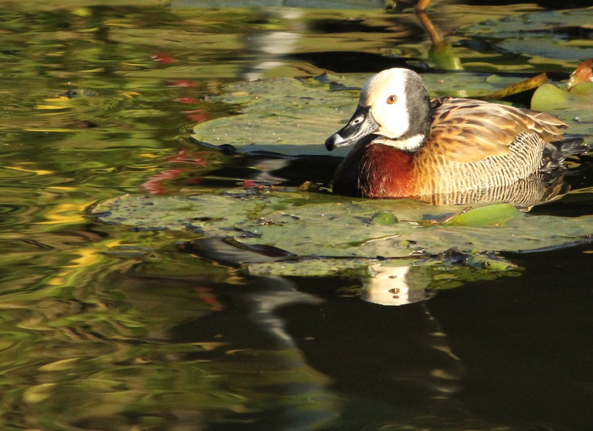 Dendrocygne veuf - ML620583458