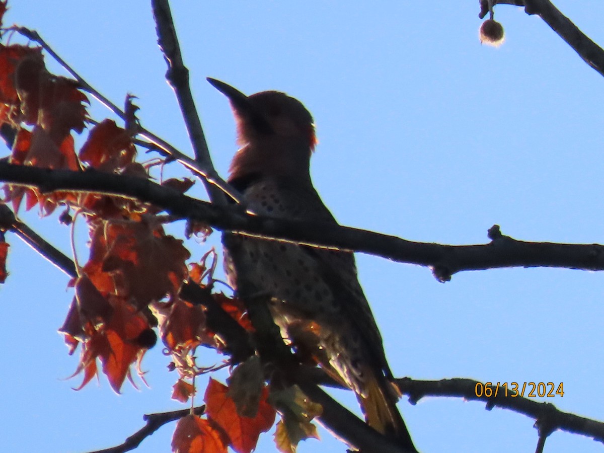 Northern Flicker - Brian Walker