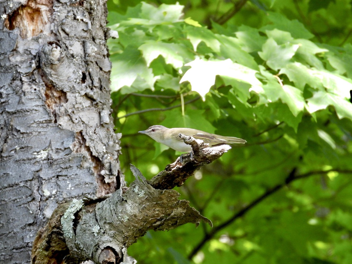 Vireo Ojirrojo - ML620583462