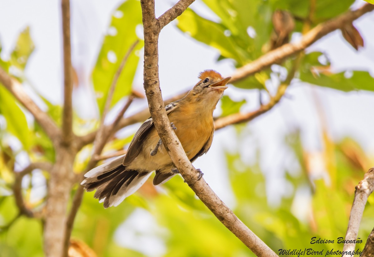 Large-billed Antwren - ML620583464