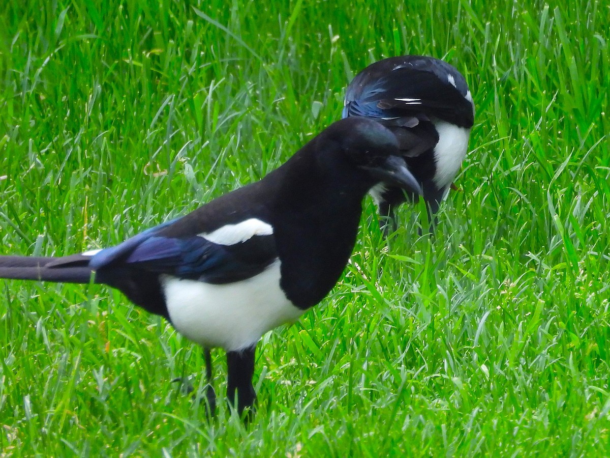 Black-billed Magpie - ML620583469