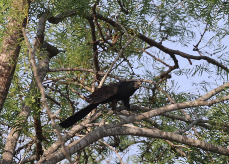 Groove-billed Ani - ML620583480