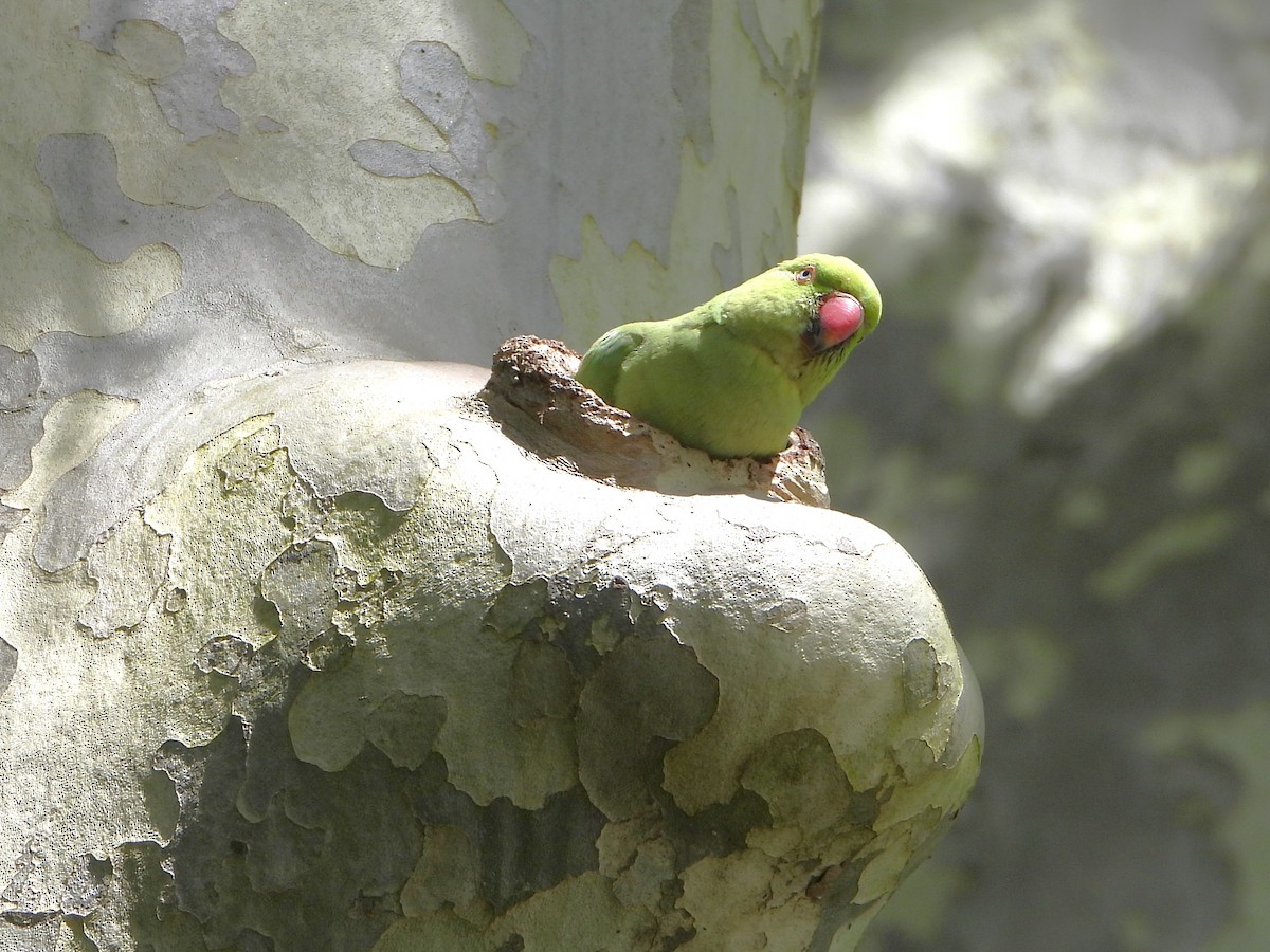 Rose-ringed Parakeet - ML620583482