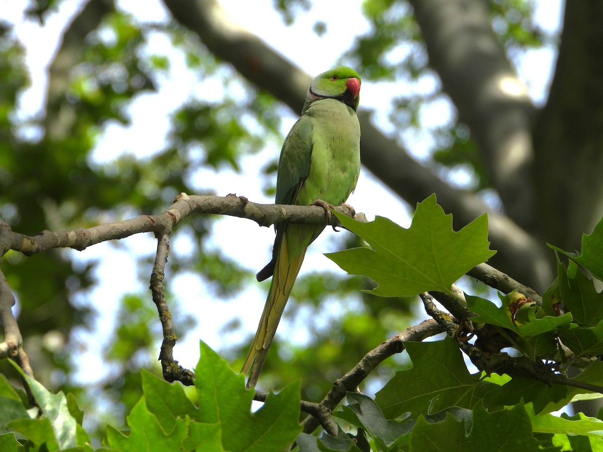 Rose-ringed Parakeet - ML620583483