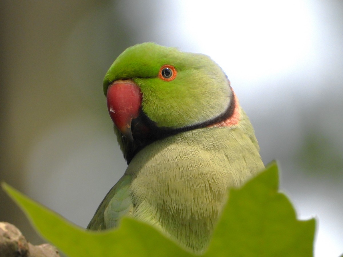 Rose-ringed Parakeet - ML620583484