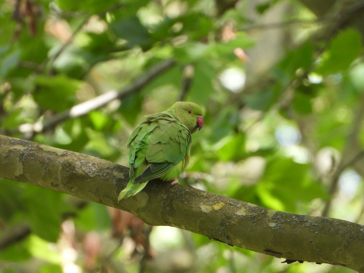 Rose-ringed Parakeet - ML620583485