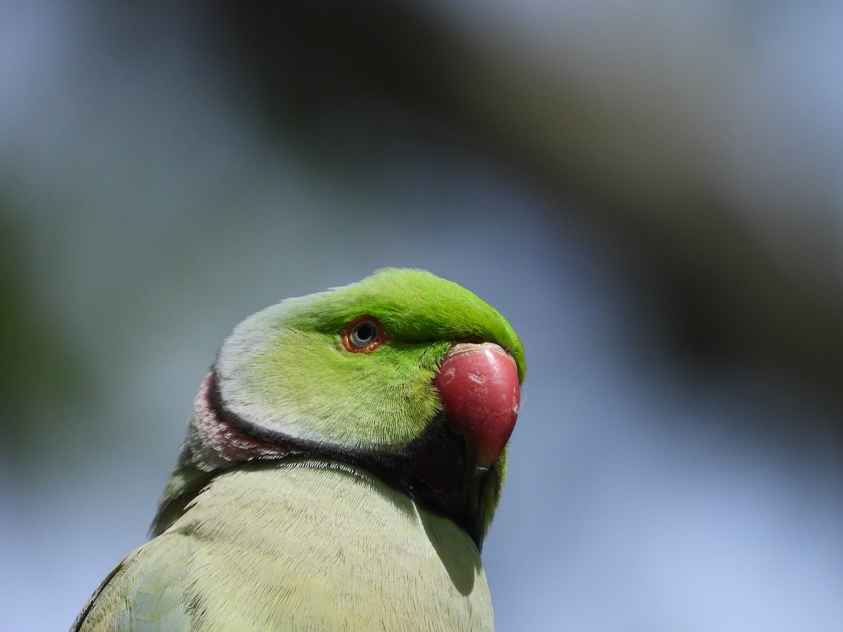 Rose-ringed Parakeet - ML620583488