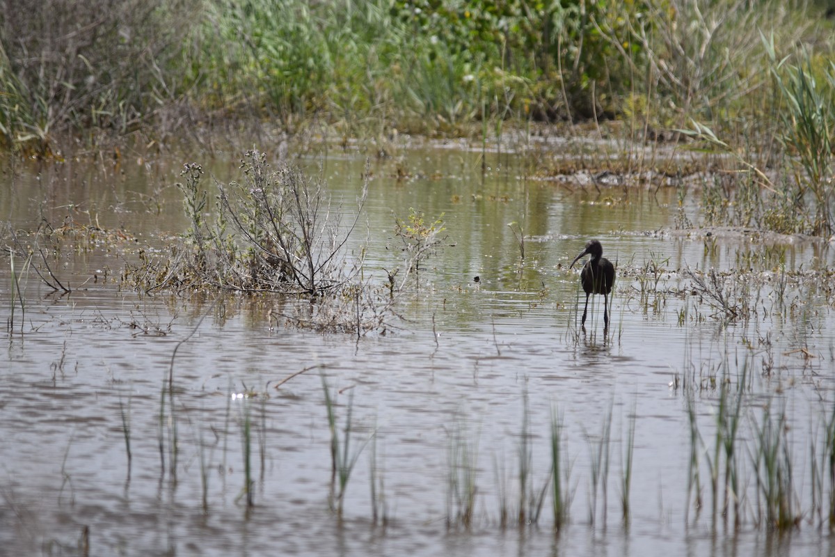 White-faced Ibis - ML620583489