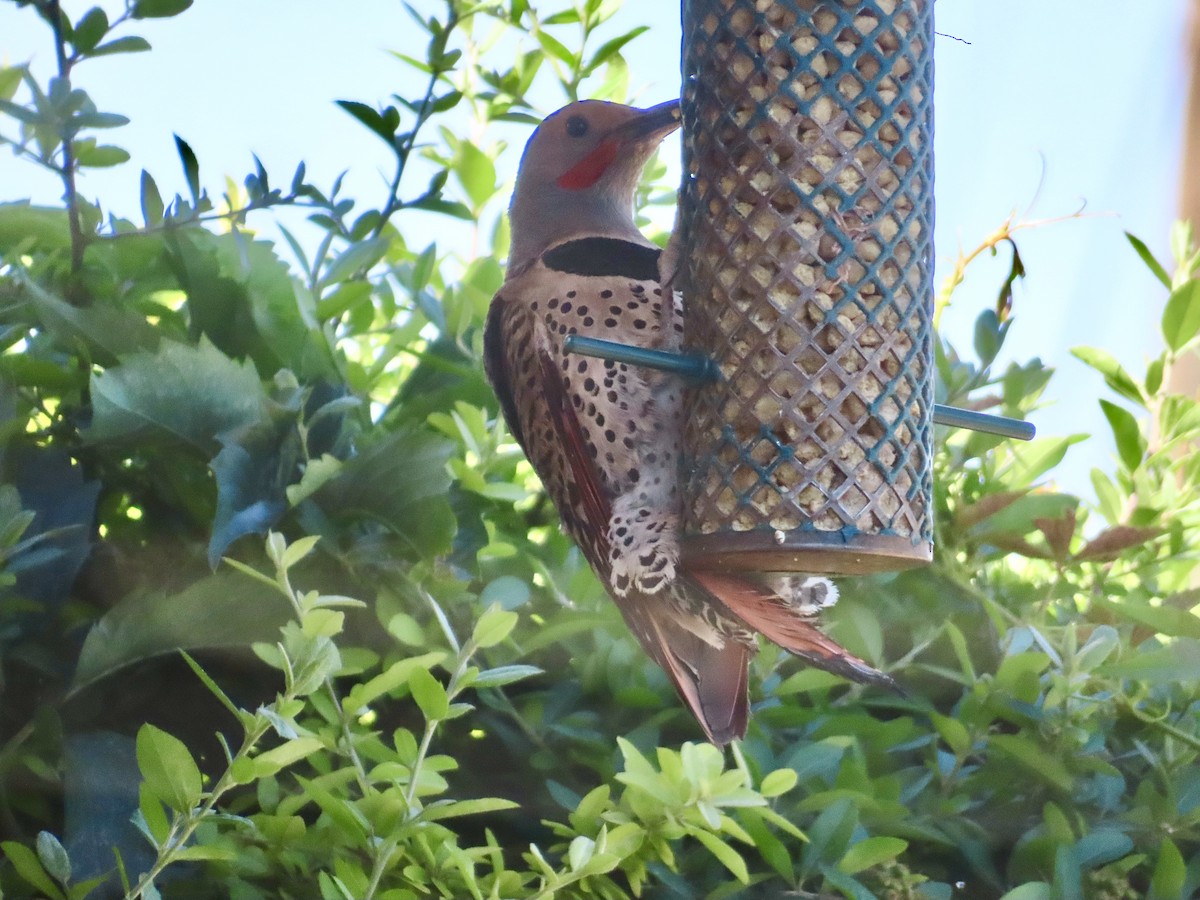 Northern Flicker (Red-shafted) - ML620583493