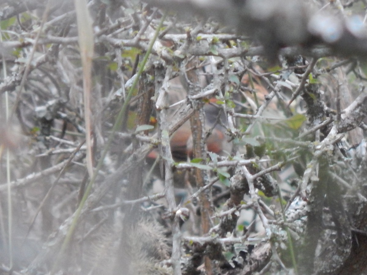 Sooty-fronted Spinetail - ML620583495