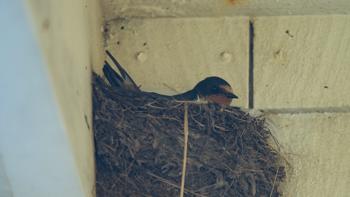 Barn Swallow - ML620583500