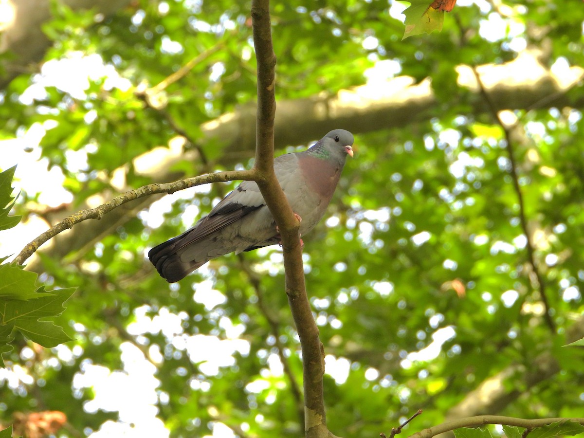 Stock Dove - ML620583504