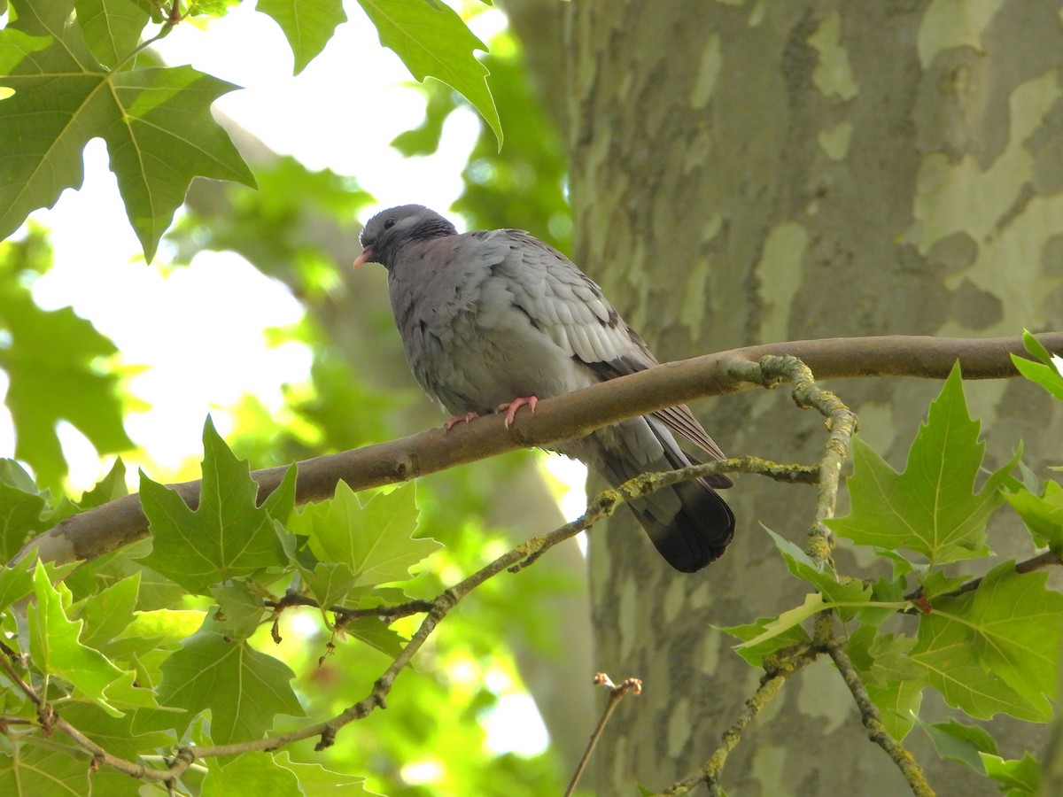 Stock Dove - ML620583506