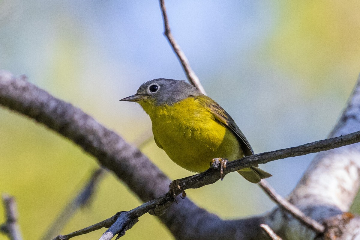 Nashville Warbler - ML620583514