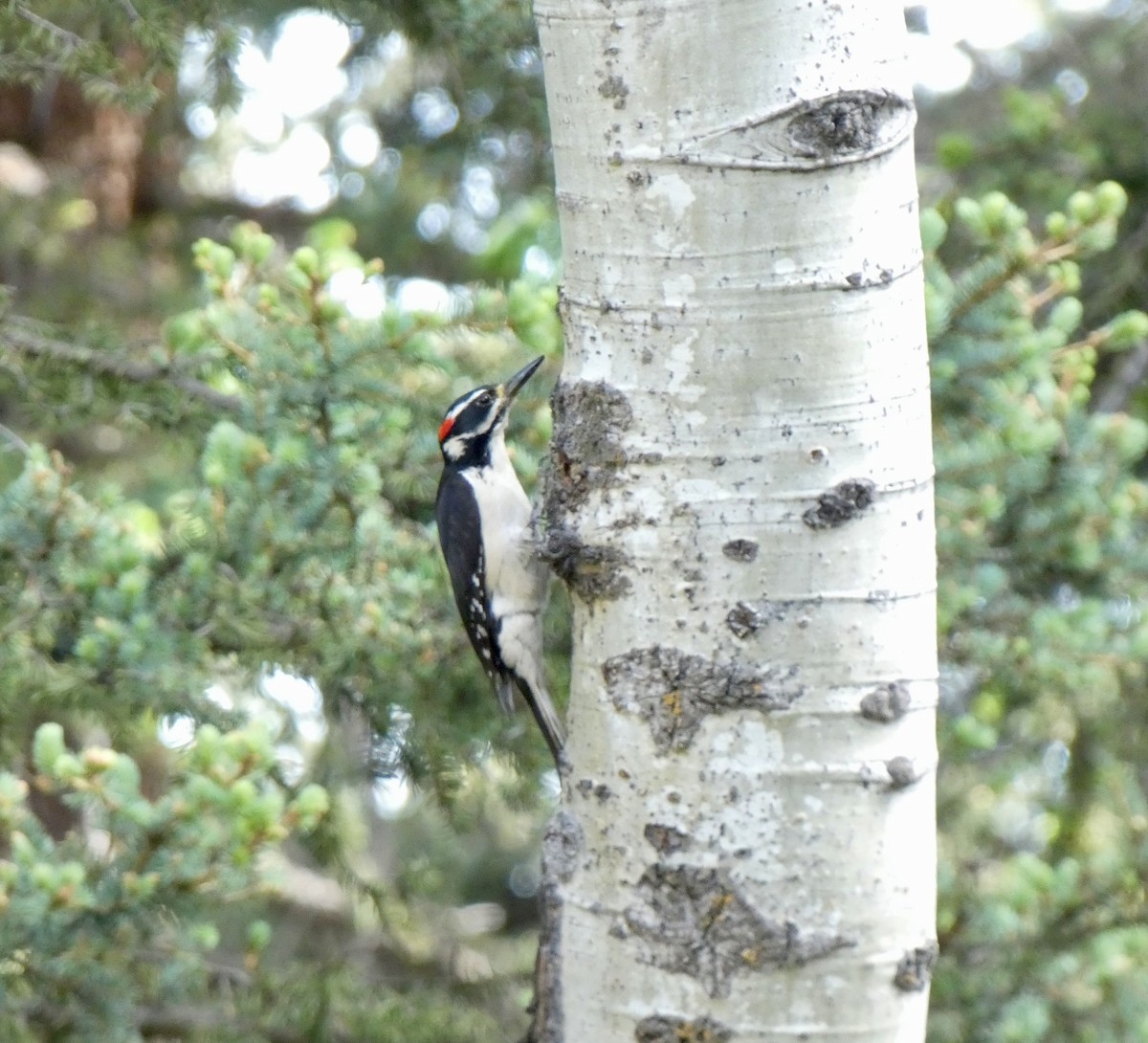 Hairy Woodpecker (Rocky Mts.) - ML620583519