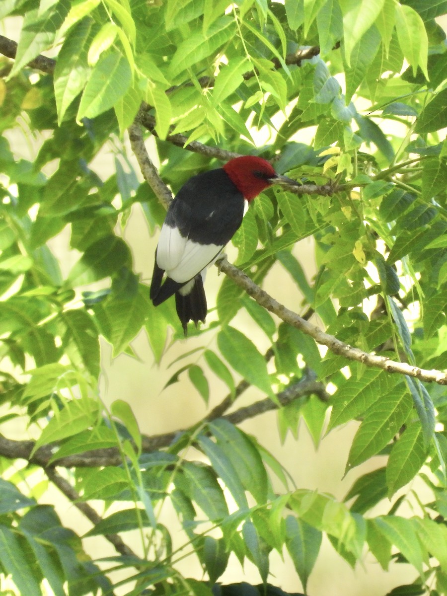 Red-headed Woodpecker - ML620583523