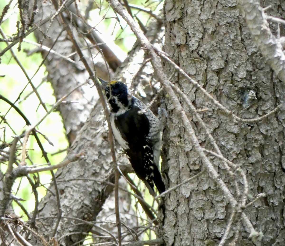 American Three-toed Woodpecker - Cynthia Madsen