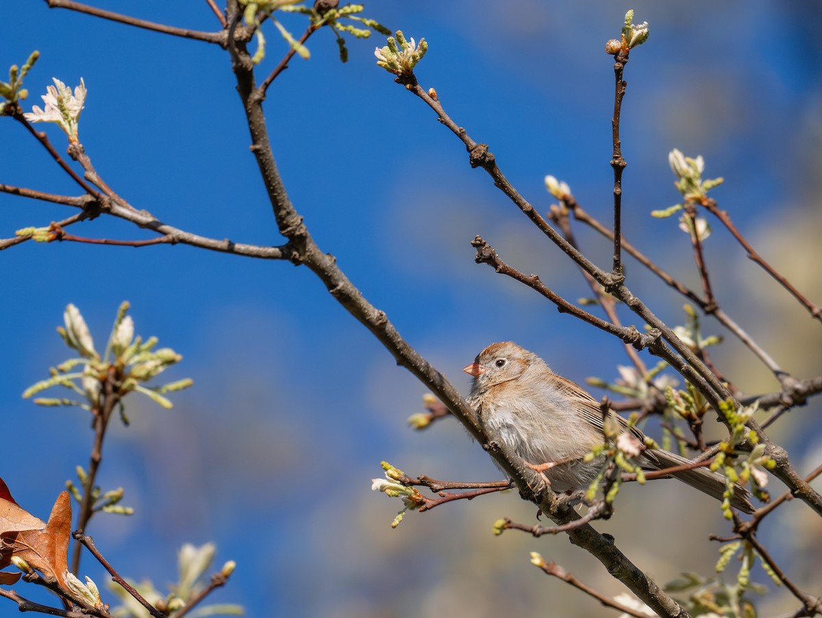 Field Sparrow - ML620583530