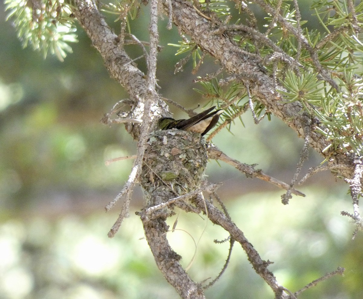 Broad-tailed Hummingbird - ML620583531