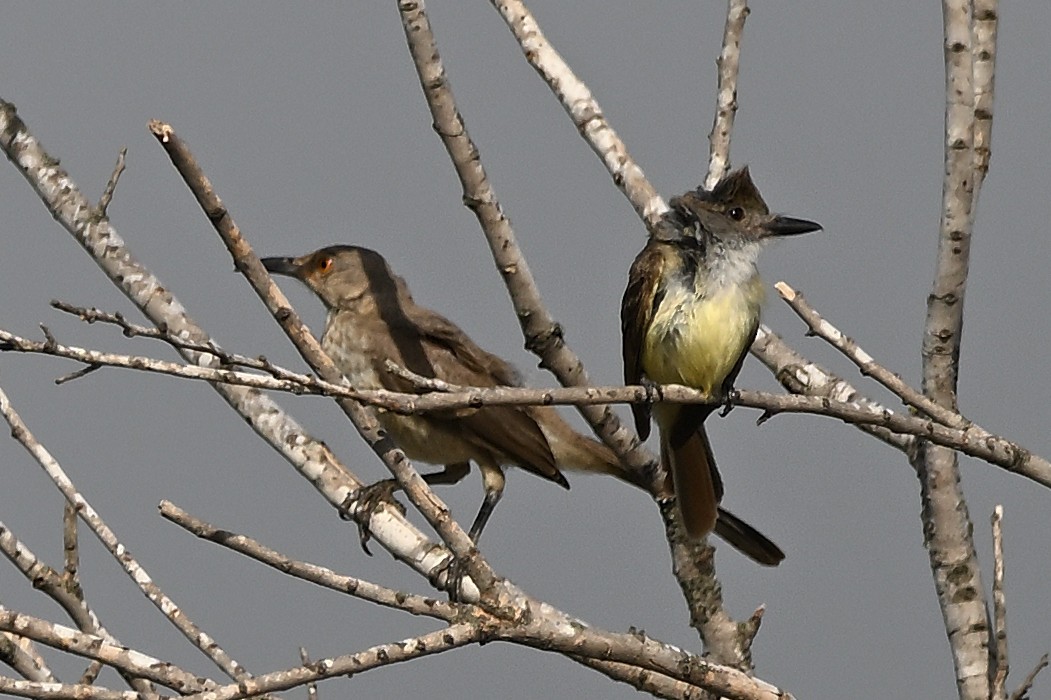 Curve-billed Thrasher - ML620583540