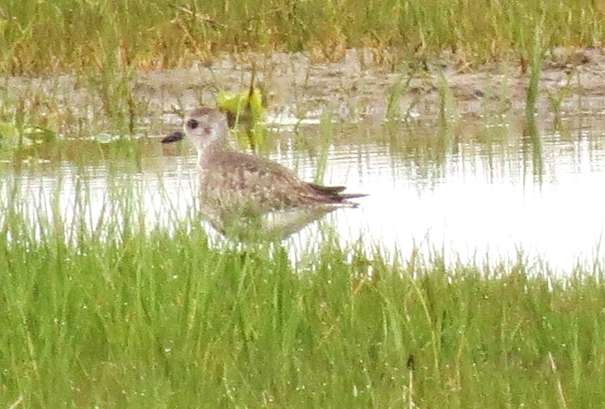 Black-bellied Plover - ML620583544