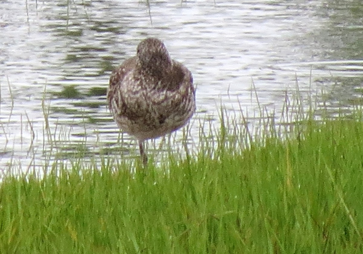 Willet - ML620583548