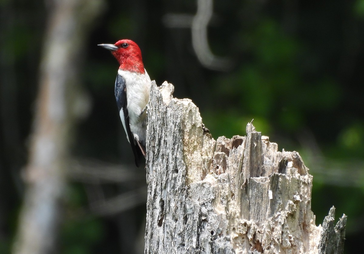 Red-headed Woodpecker - ML620583552