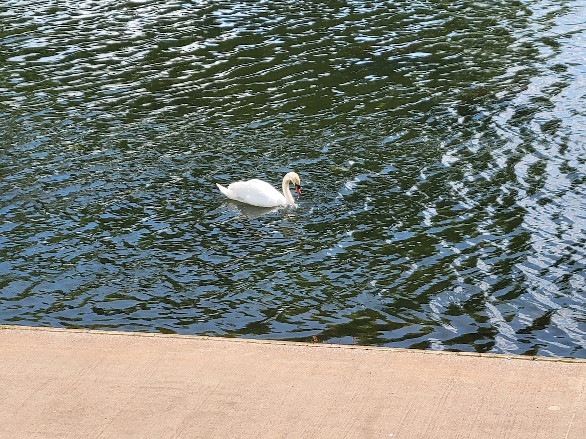 Mute Swan - Anonymous