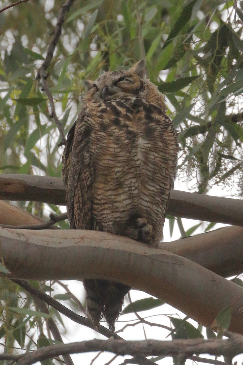 Great Horned Owl - ML620583559