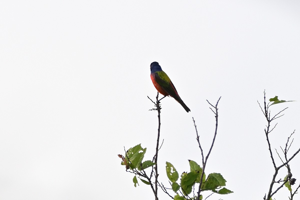 Painted Bunting - ML620583563