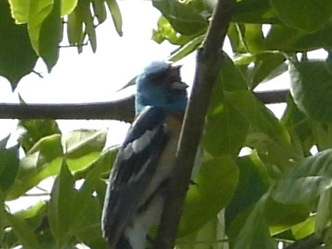 Lazuli Bunting - ML620583571