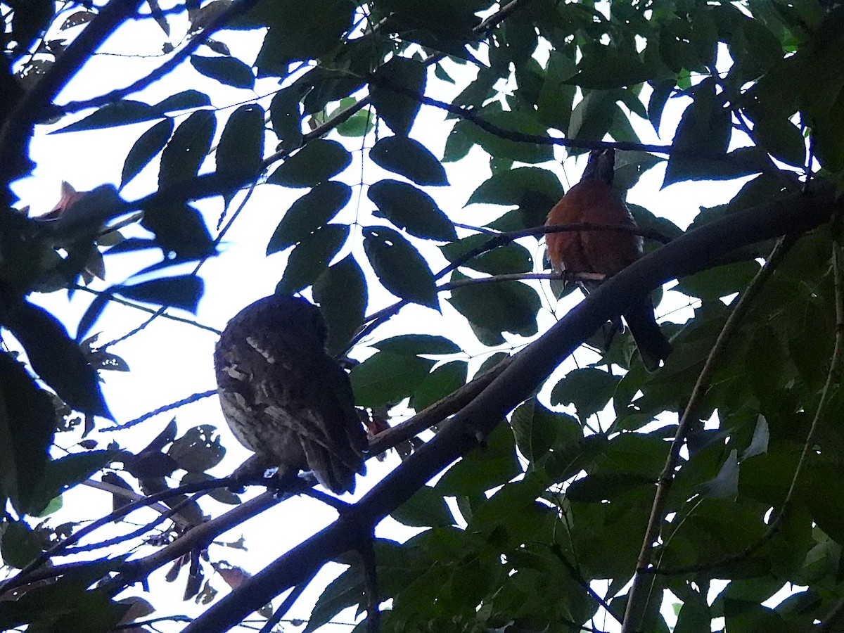 American Robin - ML620583585