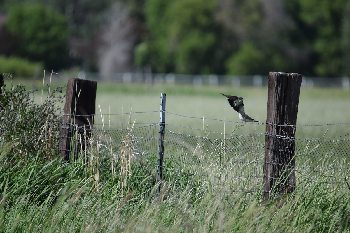 Eastern Kingbird - ML620583586