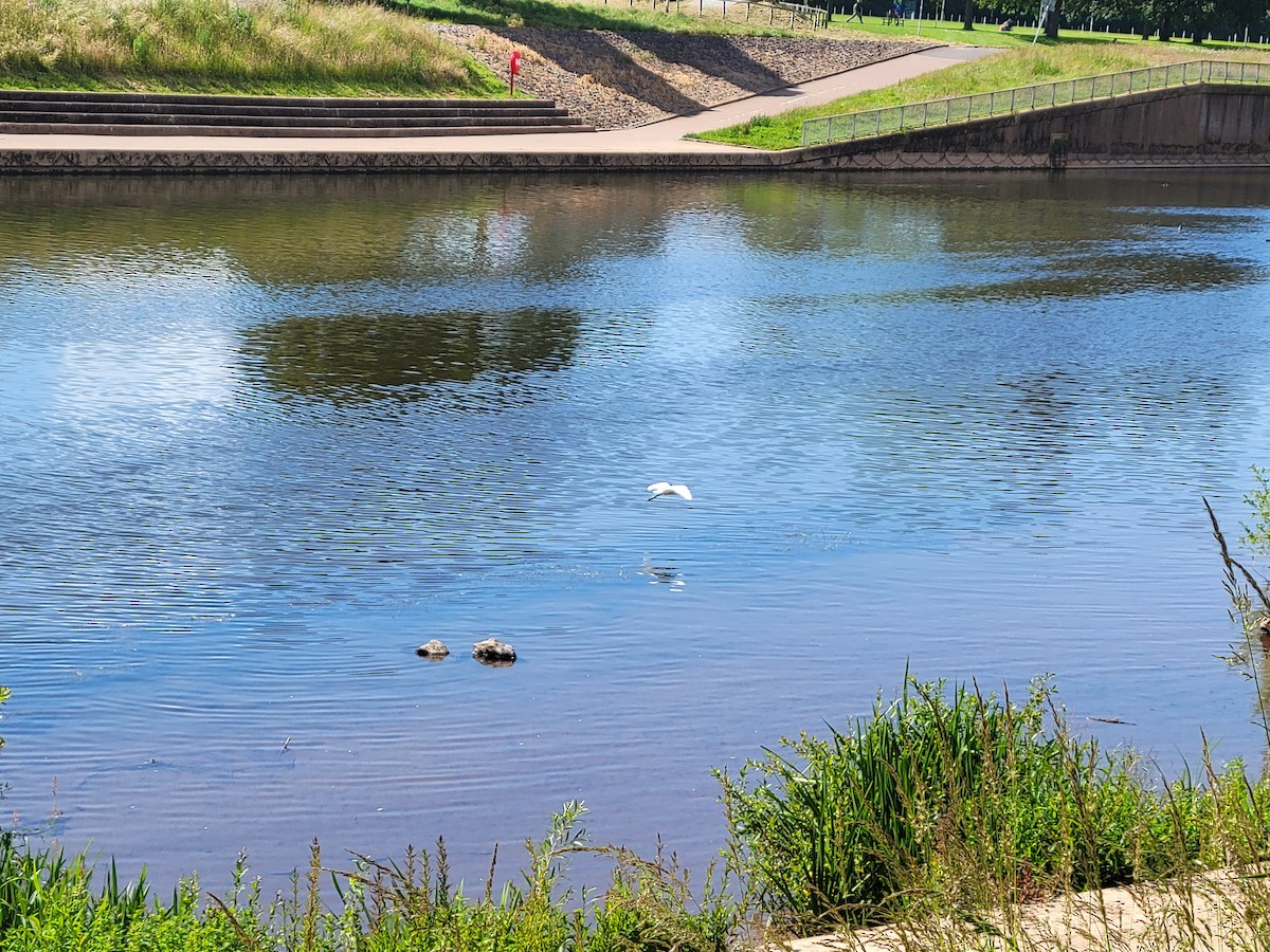 Little Egret - Anonymous